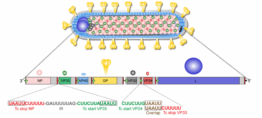 Genomic Evolution and Phylodynamics of the SpeciesOrthomarburgvirus marburgense (Marburg and Ravn Viruses) toUnderstand Viral Adaptation and Marburg Virus Disease’sTransmission Dynamics